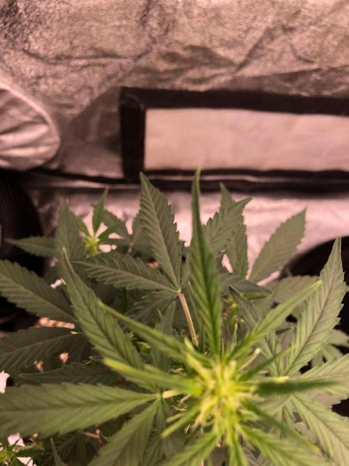 Mikromachine Auto Indoor Late Summer. Week 5