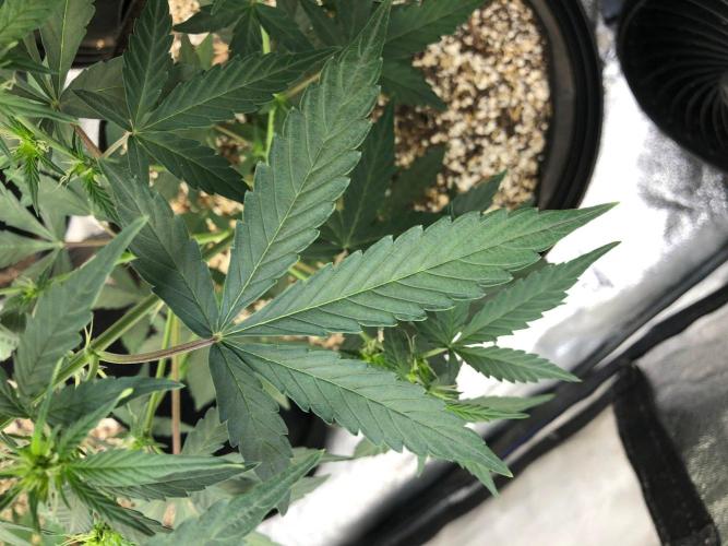 Mikromachine Auto Indoor Late Summer. Week 5