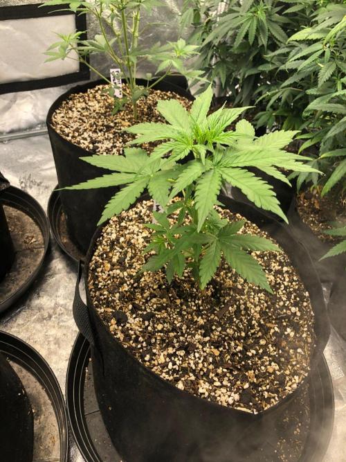 Neville's Haze Auto Spliff Seeds Indoor. Week 4
