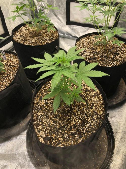 Neville's Haze Auto Spliff Seeds Indoor. Week 4