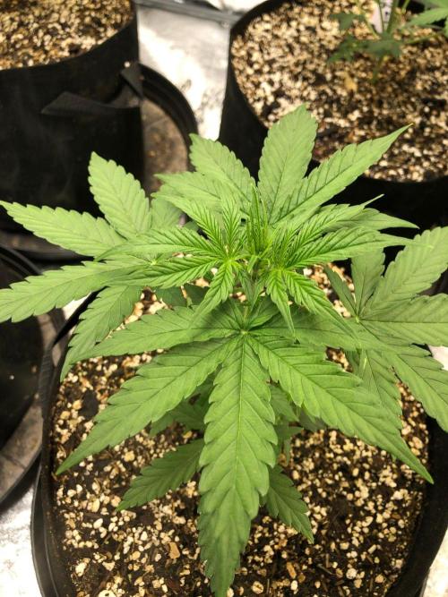 Neville's Haze Auto Spliff Seeds Indoor. Week 4