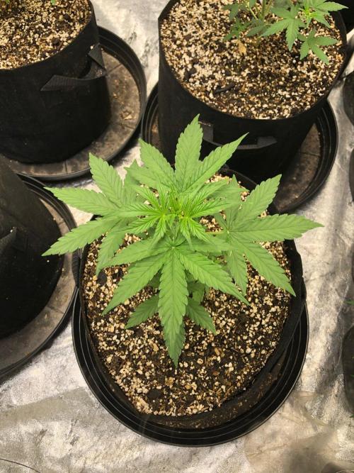Neville's Haze Auto Spliff Seeds Indoor. Week 4
