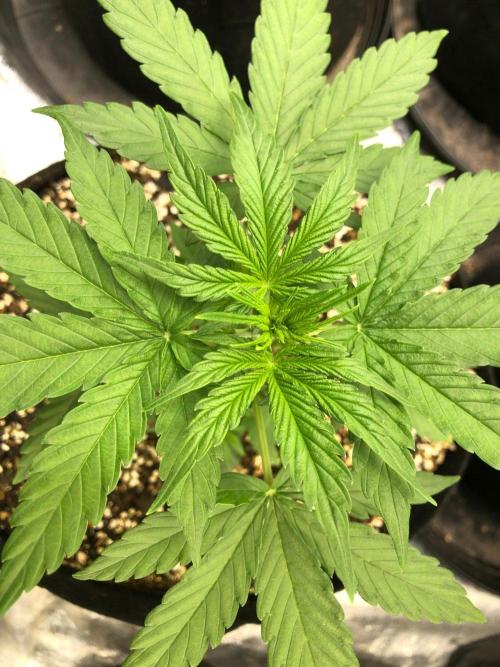 Neville's Haze Auto Spliff Seeds Indoor. Week 4