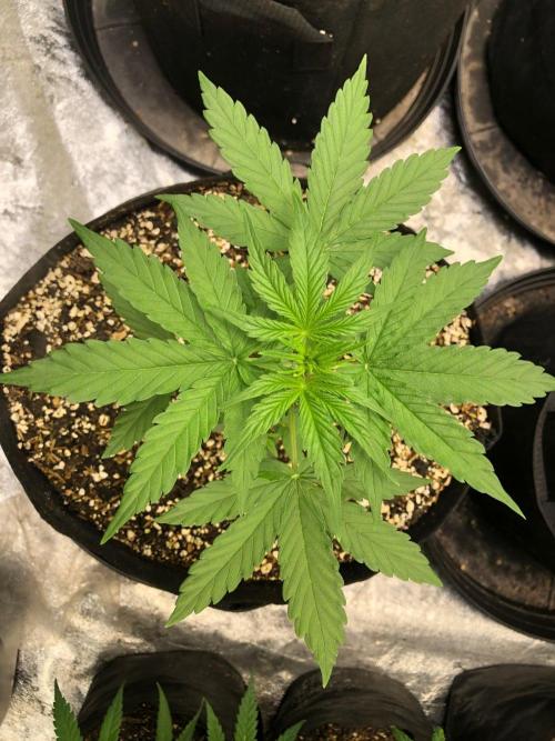 Neville's Haze Auto Spliff Seeds Indoor. Week 4