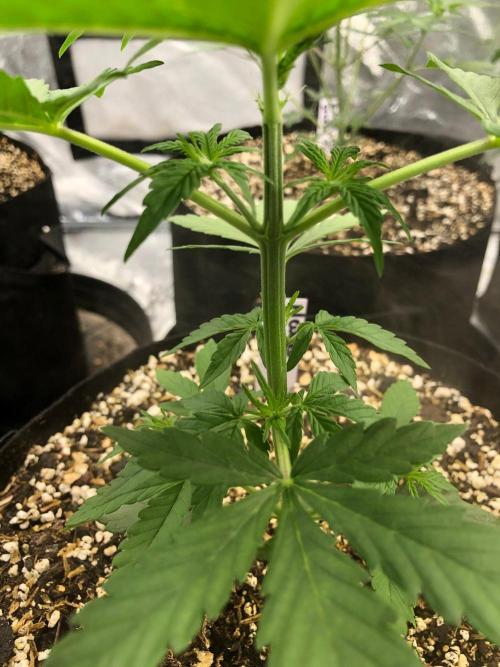 Neville's Haze Auto Spliff Seeds Indoor. Week 4