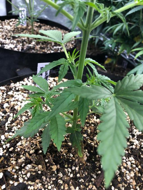 Neville's Haze Auto Spliff Seeds Indoor. Week 4