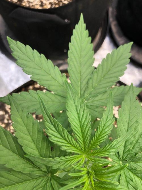 Neville's Haze Auto Spliff Seeds Indoor. Week 4