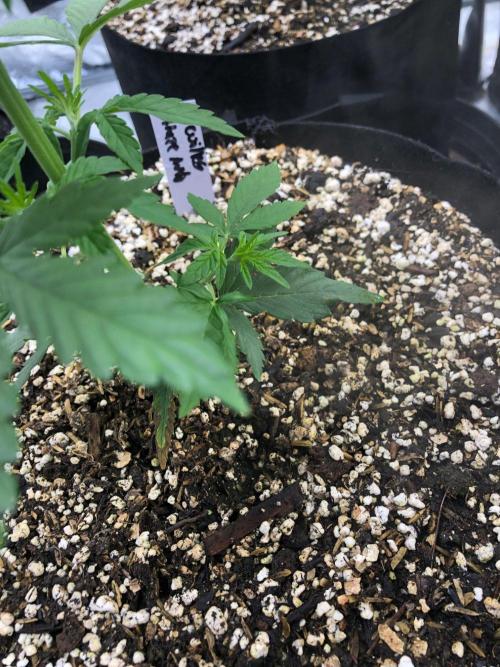 Neville's Haze Auto Spliff Seeds Indoor. Week 4