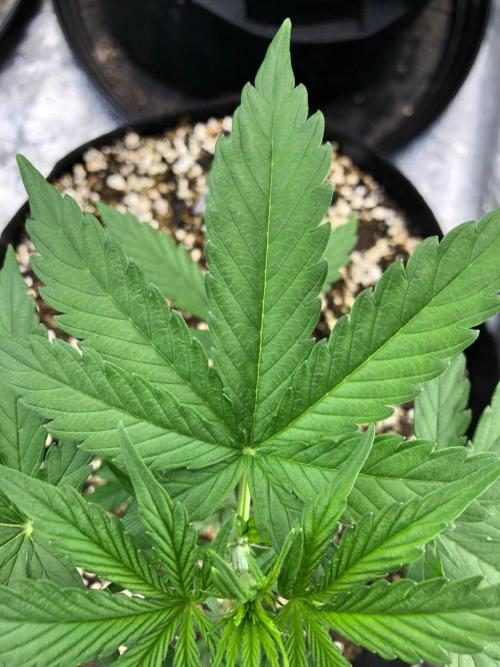Neville's Haze Auto Spliff Seeds Indoor. Week 4