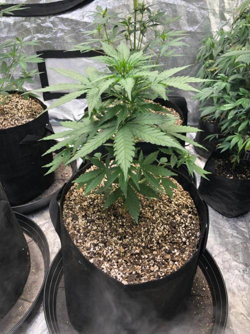Neville's Haze Auto Spliff Seeds Indoor. Week 4
