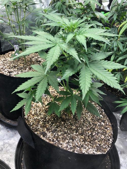 Neville's Haze Auto Spliff Seeds Indoor. Week 4