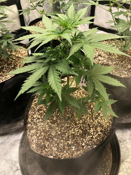 Neville's Haze Auto Spliff Seeds Indoor. Week 4