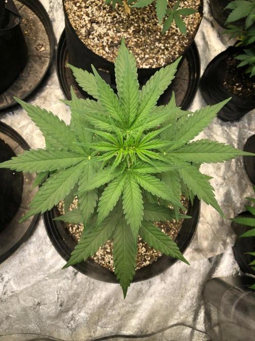 Neville's Haze Auto Spliff Seeds Indoor. Week 4