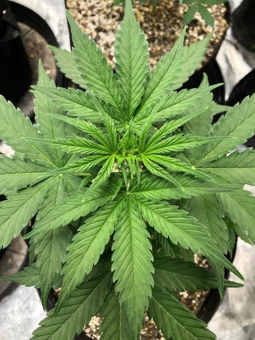 Neville's Haze Auto Spliff Seeds Indoor. Week 4