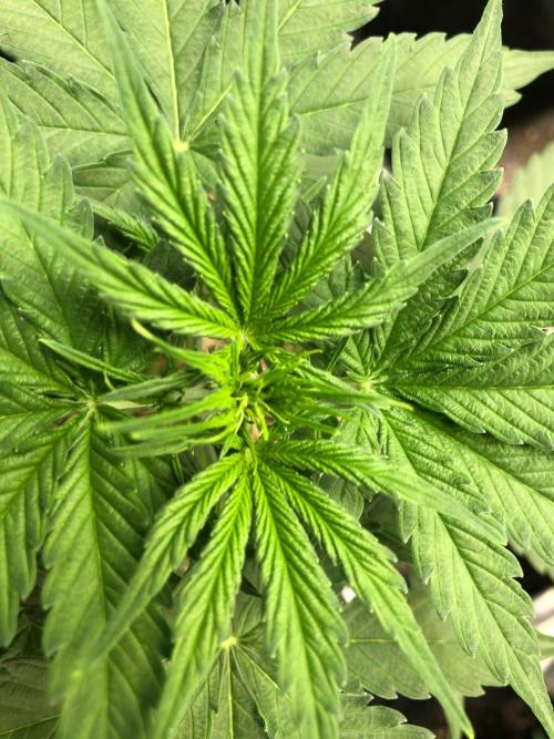 Neville's Haze Auto Spliff Seeds Indoor. Week 4