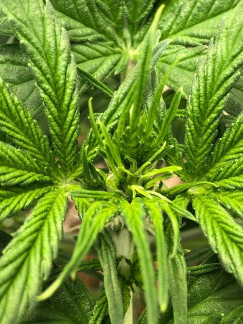 Neville's Haze Auto Spliff Seeds Indoor. Week 4