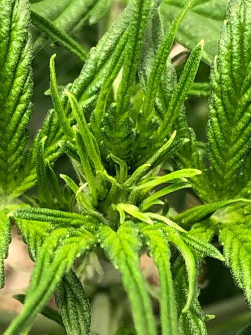 Neville's Haze Auto Spliff Seeds Indoor. Week 4
