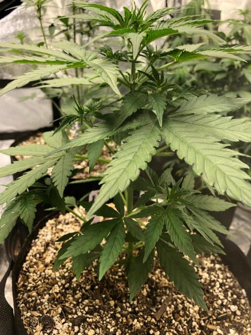 Neville's Haze Auto Spliff Seeds Indoor. Week 4