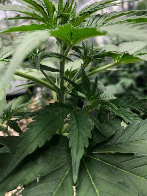 Neville's Haze Auto Spliff Seeds Indoor. Week 4