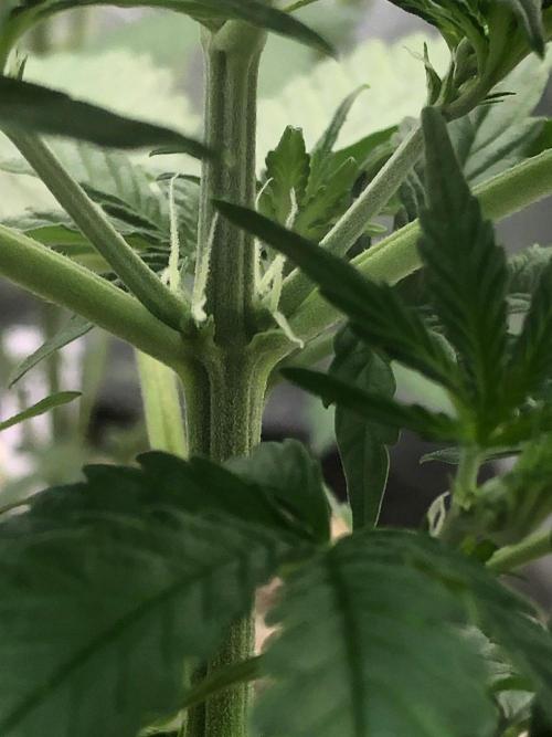 Neville's Haze Auto Spliff Seeds Indoor. Week 4
