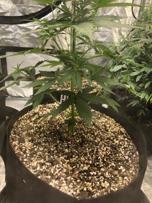 Neville's Haze Auto Spliff Seeds Indoor. Week 4