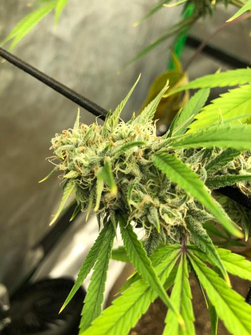 Acapulco Gold (auto) SeedSupreme Indoor. Week 10