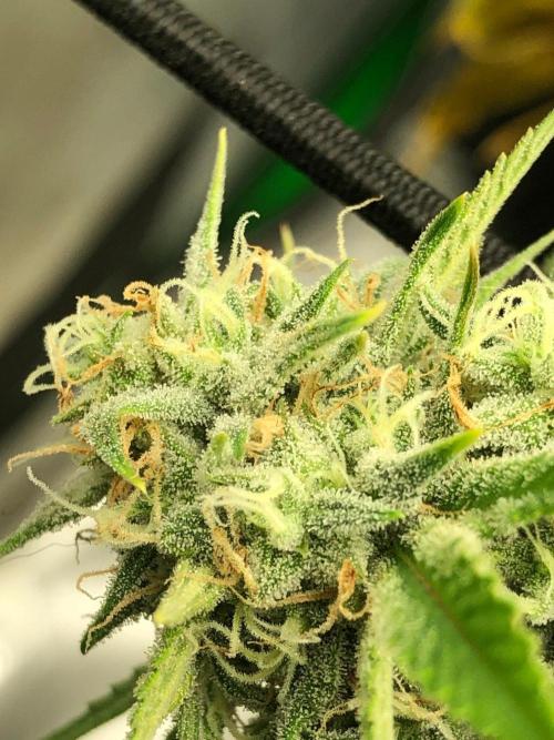 Acapulco Gold (auto) SeedSupreme Indoor. Week 10