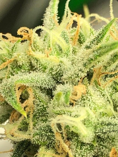 Acapulco Gold (auto) SeedSupreme Indoor. Week 10