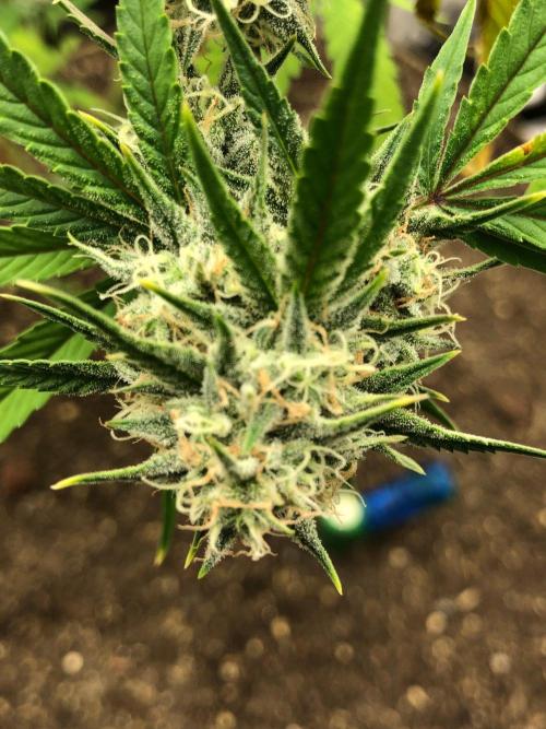 Acapulco Gold (auto) SeedSupreme Indoor. Week 10
