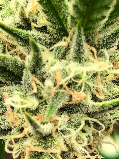Acapulco Gold (auto) SeedSupreme Indoor. Week 10