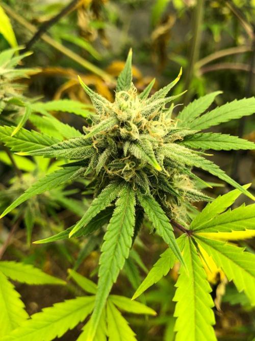 Acapulco Gold (auto) SeedSupreme Indoor. Week 10