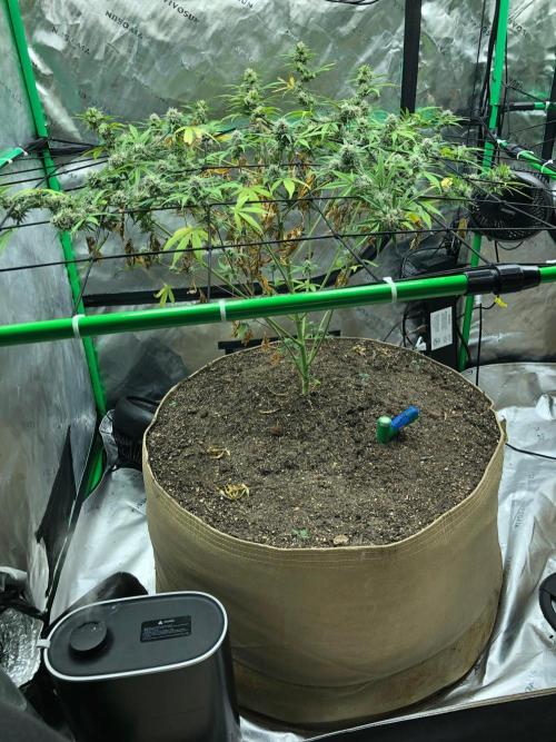 Acapulco Gold (auto) SeedSupreme Indoor. Week 10