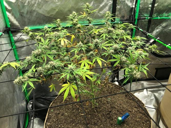 Acapulco Gold (auto) SeedSupreme Indoor. Week 10