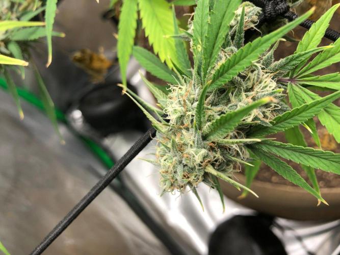 Acapulco Gold (auto) SeedSupreme Indoor. Week 10