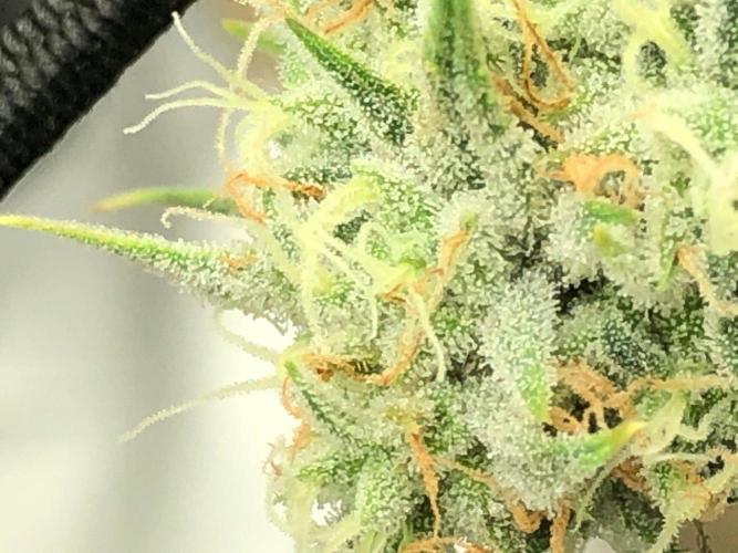Acapulco Gold (auto) SeedSupreme Indoor. Week 10