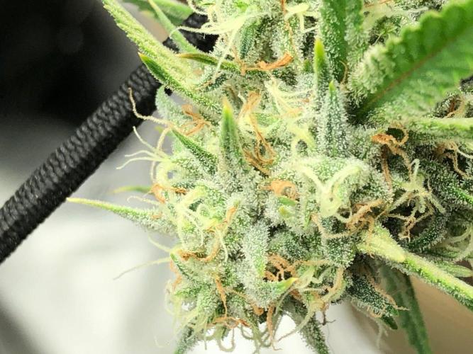 Acapulco Gold (auto) SeedSupreme Indoor. Week 10