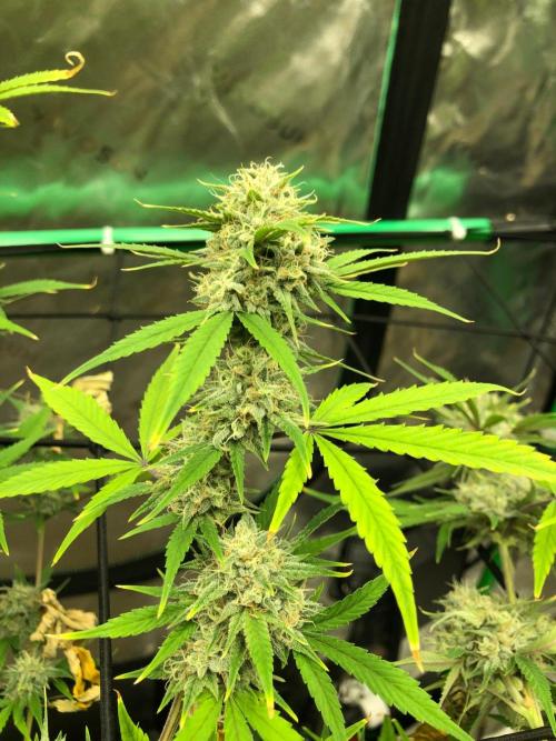 Acapulco Gold (auto) SeedSupreme Indoor. Week 10
