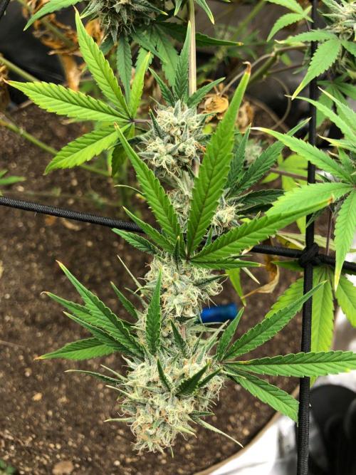 Acapulco Gold (auto) SeedSupreme Indoor. Week 10