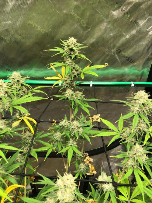 Acapulco Gold (auto) SeedSupreme Indoor. Week 10