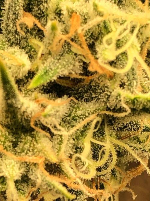 Acapulco Gold (auto) SeedSupreme Indoor. Week 10