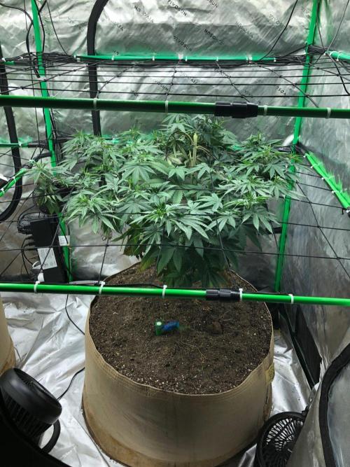 Mexican Sativa Kannabaia Indoor Summer. Week 10