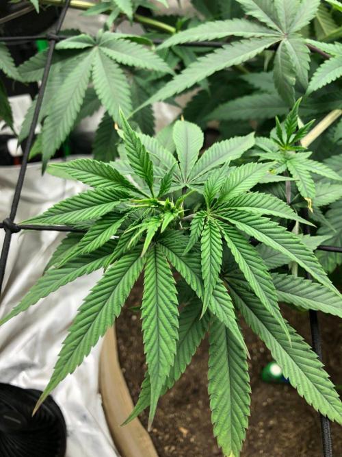 Mexican Sativa Kannabaia Indoor Summer. Week 10