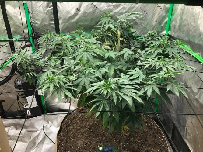 Mexican Sativa Kannabaia Indoor Summer. Week 10
