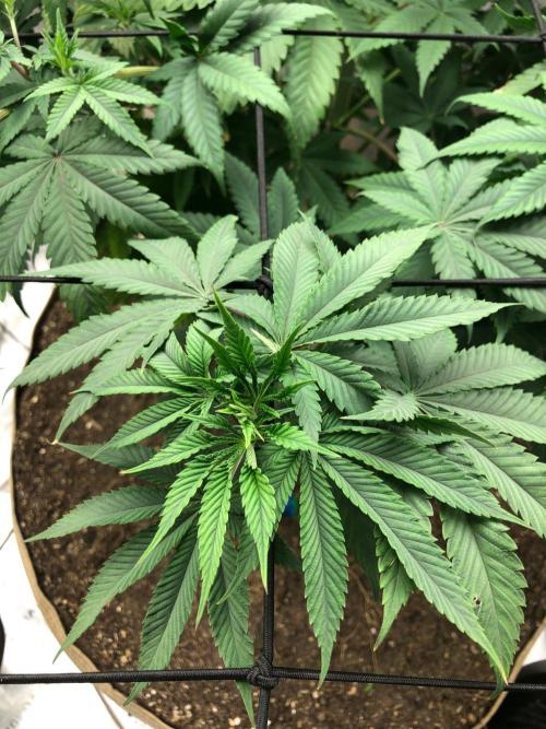 Mexican Sativa Kannabaia Indoor Summer. Week 10