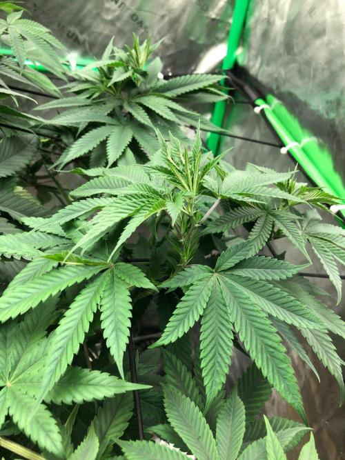 Mexican Sativa Kannabaia Indoor Summer. Week 10
