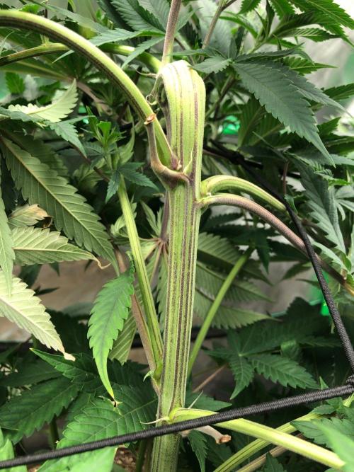 Mexican Sativa Kannabaia Indoor Summer. Week 10