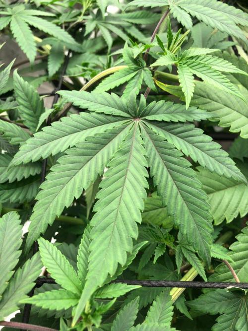 Mexican Sativa Kannabaia Indoor Summer. Week 10
