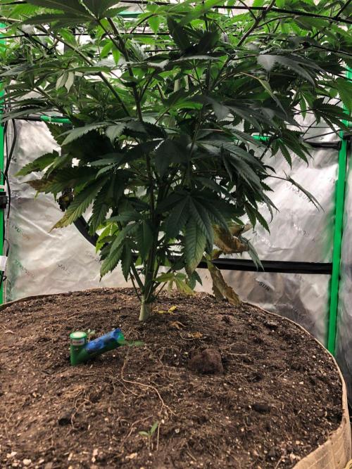 Mexican Sativa Kannabaia Indoor Summer. Week 10