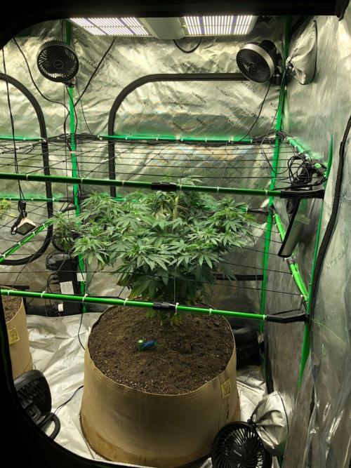 Mexican Sativa Kannabaia Indoor Summer. Week 10