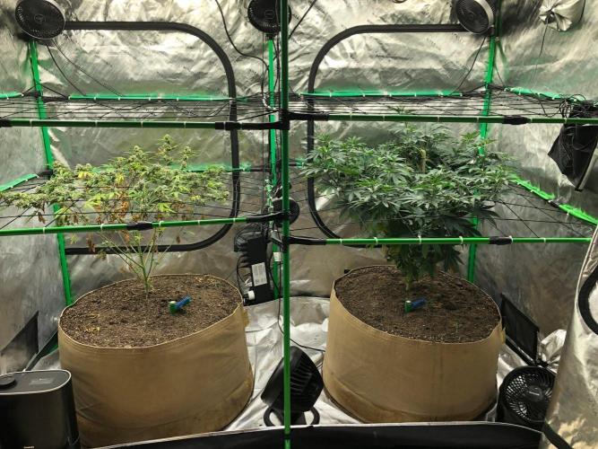 Mexican Sativa Kannabaia Indoor Summer. Week 10